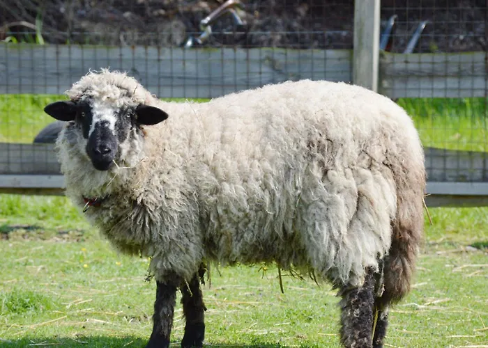 Reetdachhaus 2, Inkl 2 Parkplaetze Fehmarn
