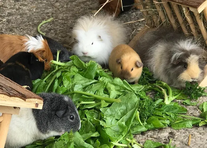 Reetdachhaus 2, Inkl 2 Parkplaetze Casa de Férias *